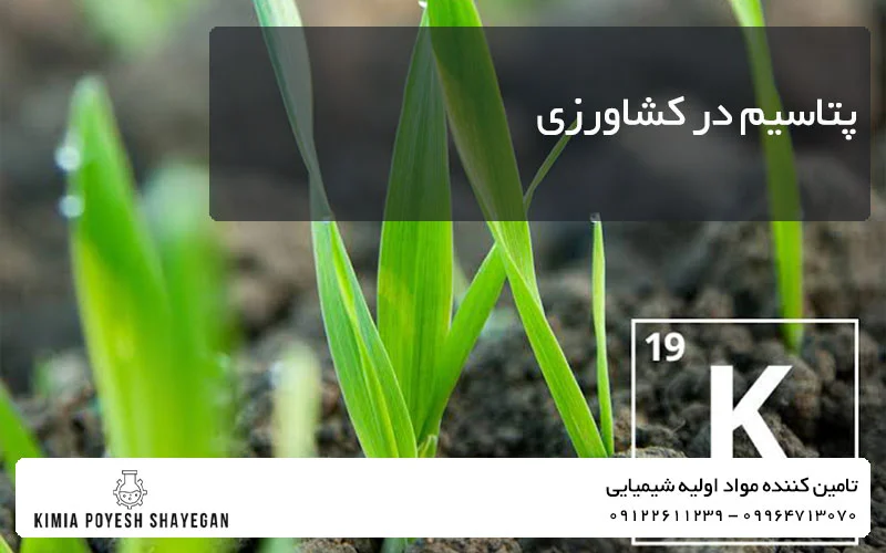 تصویر گیاه در نقش پتاسیم در کشاورزی کیمیا پویش شایگان