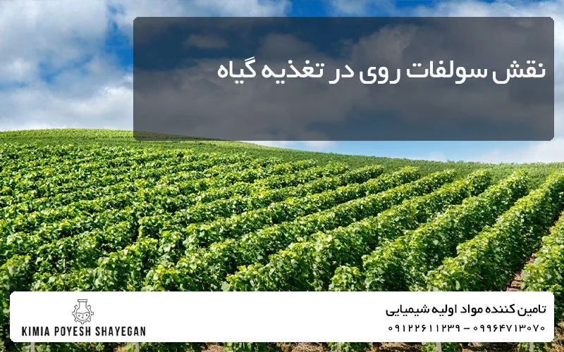 تصویر زمین زراعی در نقش سولفات روی در رشد گیاه کیمیا پویش شایگان