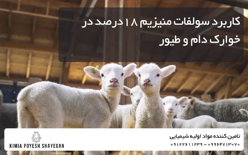 تصویر دام برای سولفات منیزیم در خوراک دام و طیور کیمیا پویش شایگان