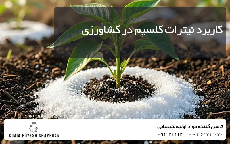 کاربرد نیترات کلسیم کیمیا پویش شایگان در کشاورزی