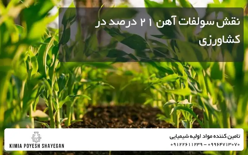 تصویر گیاه و تاثیر سولفات آهن 21 درصد کیمیا پویش شایگان بر آن