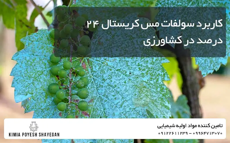 بررسی کاربرد سولفات مس کریستال ۲۴ درصد کیمیا پویش شایگان در کشاورزی