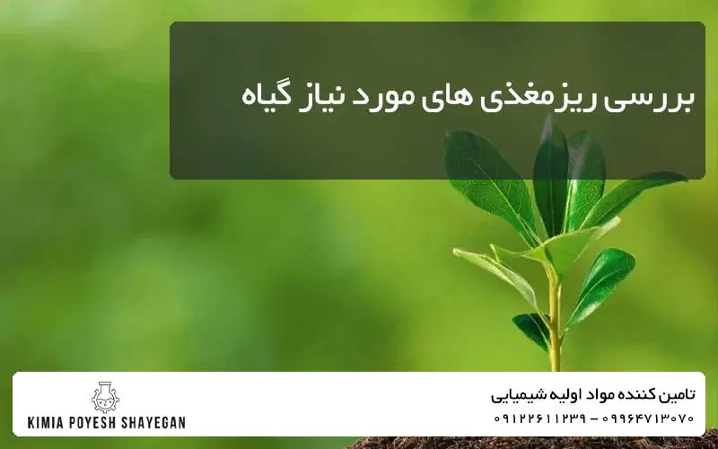 تصویر رشد گیاه و بررسی ریز مغذی های گیاه کیمیا پویش شایگان