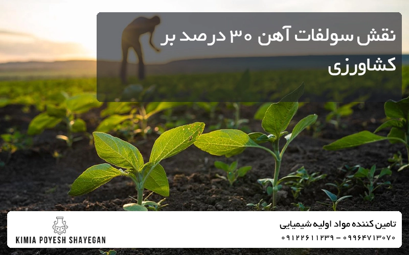 تصویری از زمین کشاورزی با سولفات آهن 30 درصد کیمیا پویش شایگان