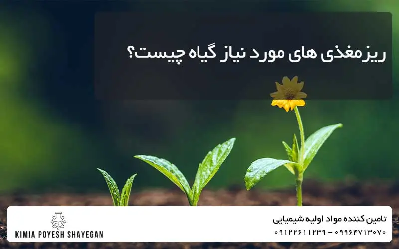 تصویر رشد گیاه با ریزمغذی های مورد نیاز گیاه کیمیا پویش شایگان