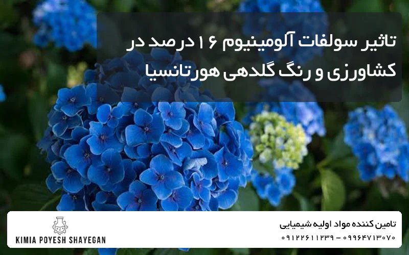 تصویر گل هورتانسیا و تاثیر سولفات آلومینیوم 16% در کشاورزی و رنگدهی گل کیمیا پویش شایگان