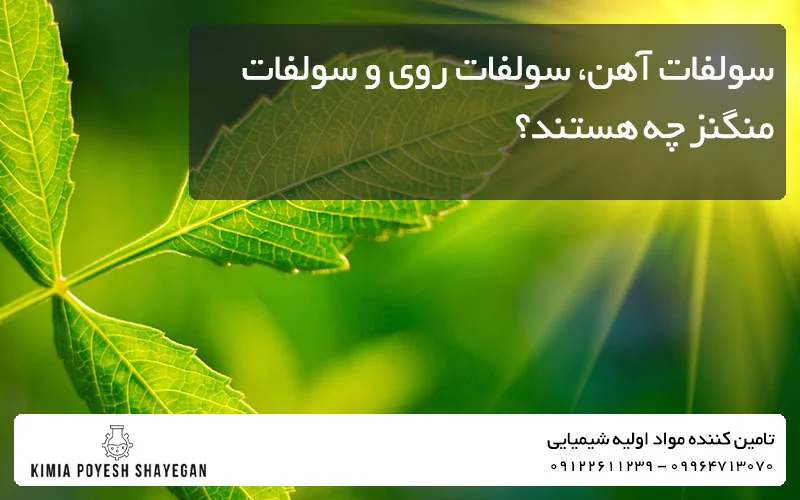 تصویر تاثیر سولفات روی، منگنز، آهن در کشاورزی و فتوسنتر گیاهان کیمیا پویش شایگان