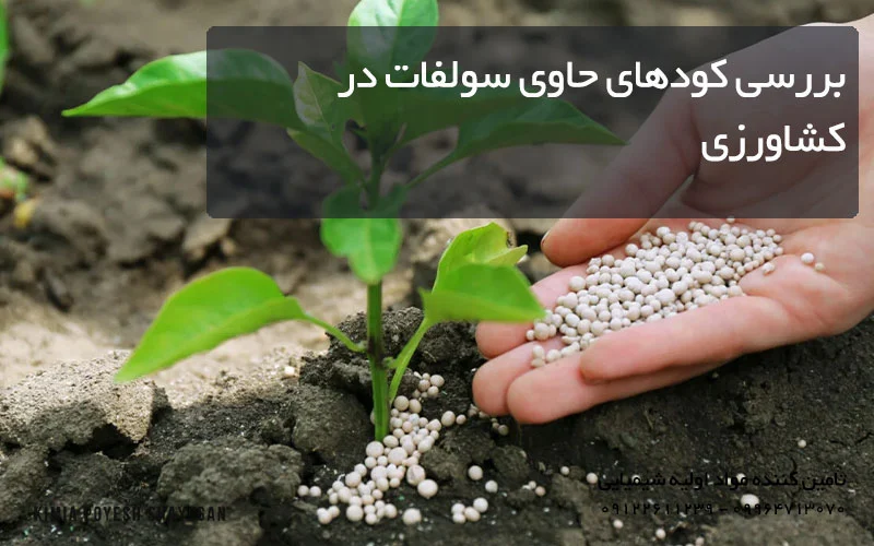 تصویر کوددهی گیاه کیمیا پویش شایگان