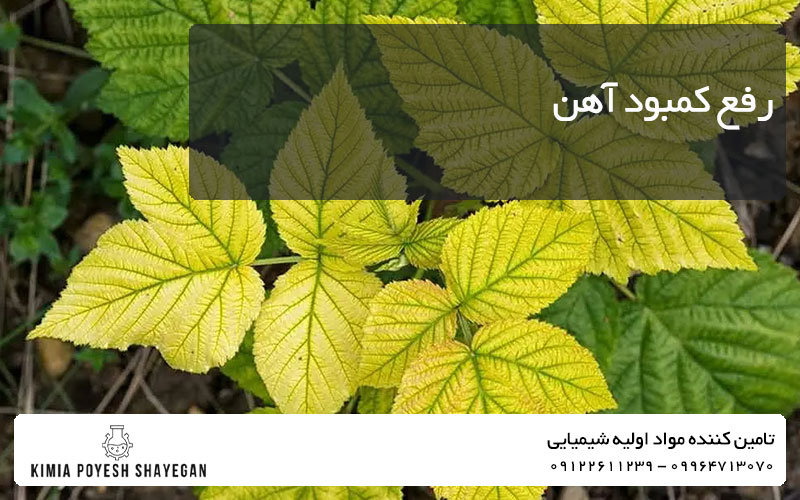 تصویر برگ گیاه علائم کمبود آهن در گیاه کیمیا پویش شایگان